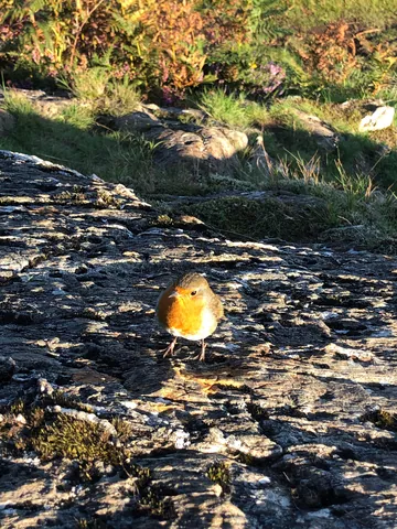 A Robin Basking in the Sun