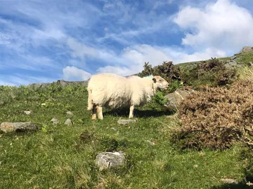 Sheep on the Snowdon Hike