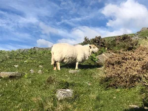 Sheep on the Snowdon Hike