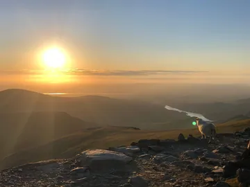 A Sheep Enjoying the Sunset on Snowdon