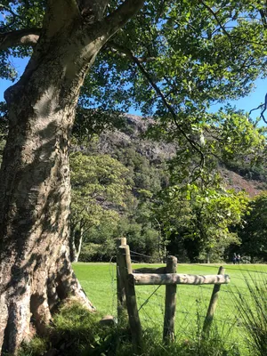 Tree & Mountain Near Beddgelert