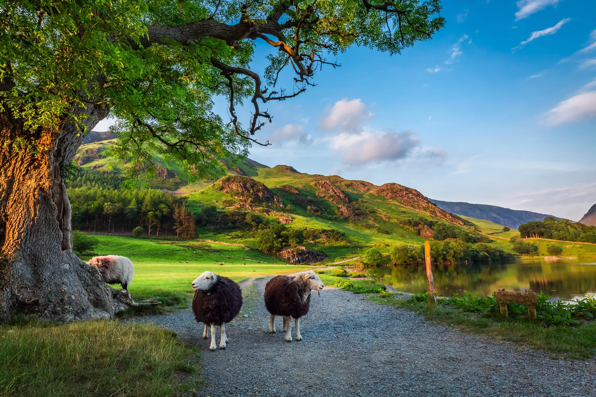 sheep-lake-district-desktop
