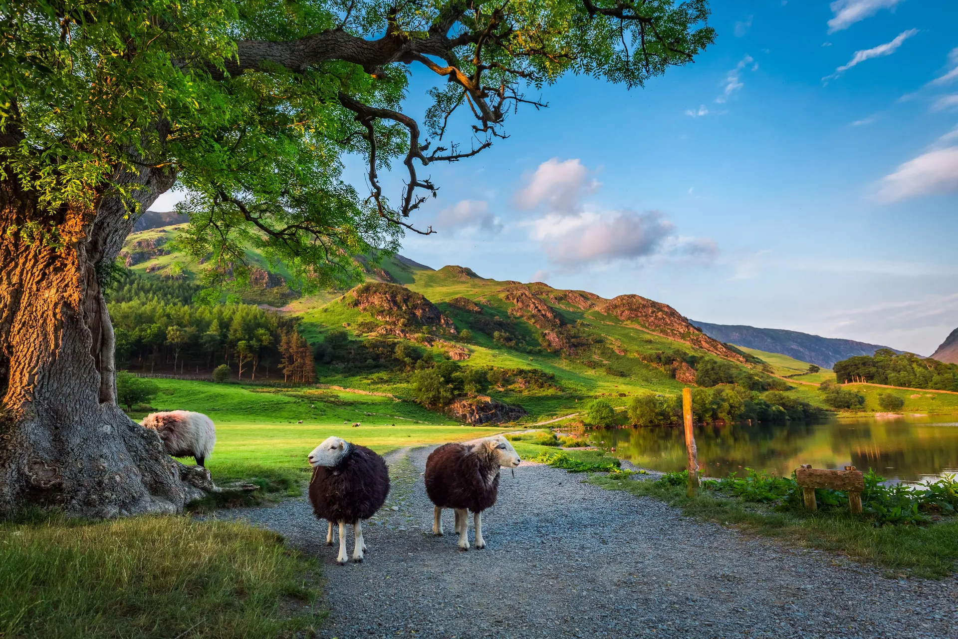 sheep-lake-district-desktop